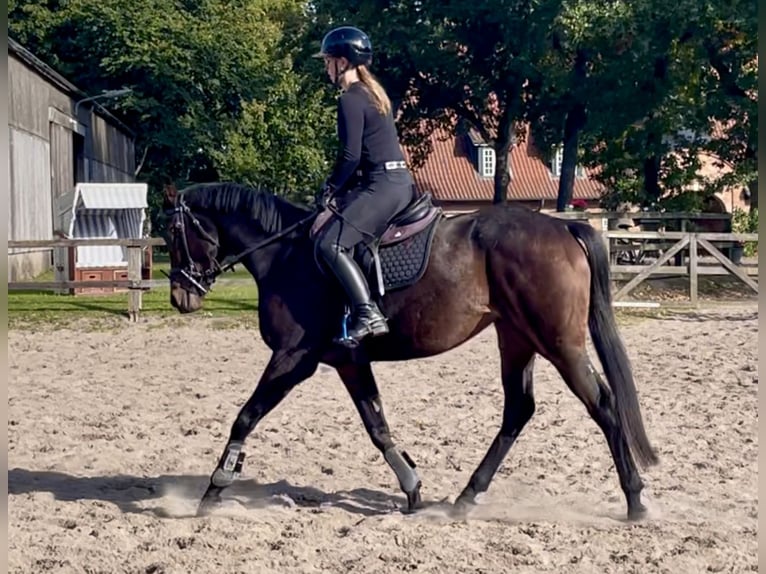 Irish Thoroughbred Stallion 4 years 15,2 hh Bay-Dark in Lensahn