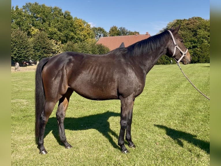 Irish Thoroughbred Stallion 4 years 15,2 hh Bay-Dark in Lensahn