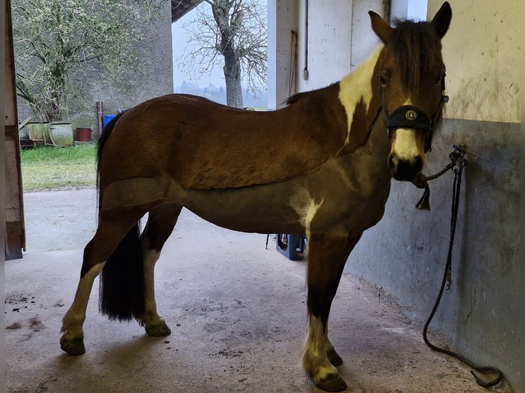 Irländsk sporthäst Hingst 13 år 142 cm Pinto in Lemgo