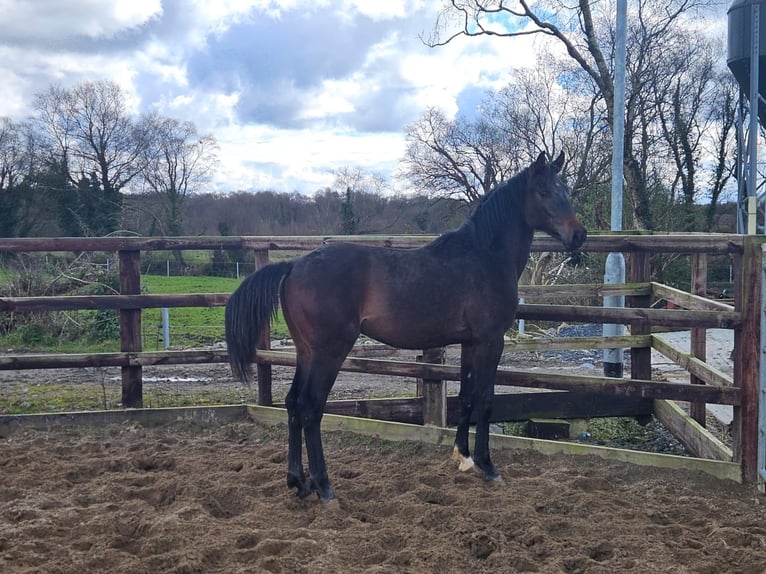 Irländsk sporthäst Hingst 1 år 172 cm Mörkbrun in LIMERICK