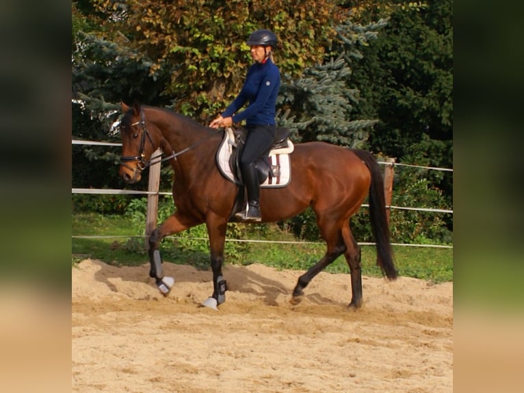 Irländsk sporthäst Sto 10 år 154 cm Brun in Velpke