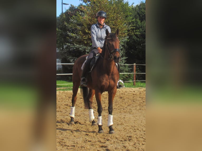 Irländsk sporthäst Sto 10 år 154 cm Brun in Velpke