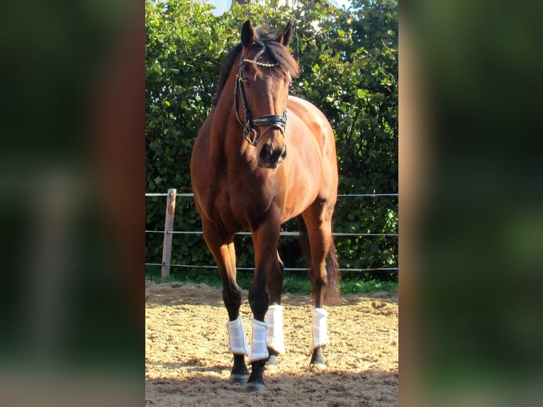 Irländsk sporthäst Sto 10 år 154 cm Brun in Velpke