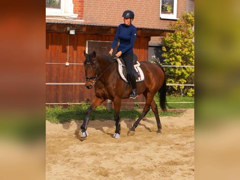 Irländsk sporthäst Sto 10 år 154 cm Brun in Velpke