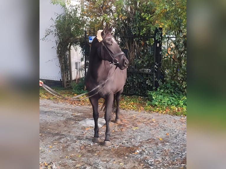 Irländsk sporthäst Sto 11 år 165 cm Svart in Lage
