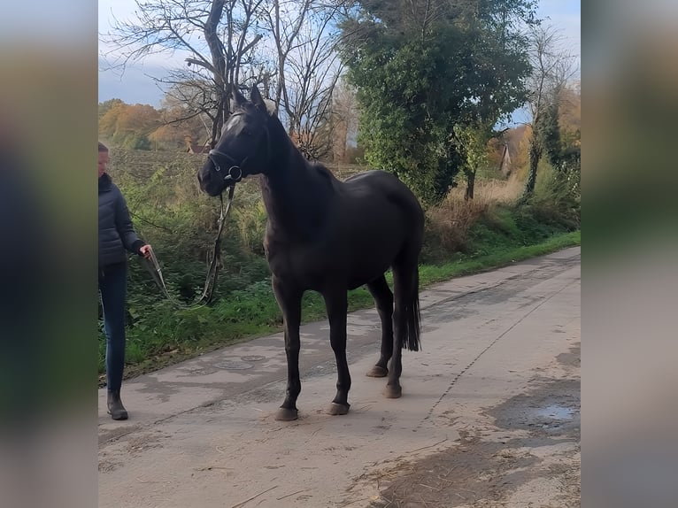 Irländsk sporthäst Sto 11 år 165 cm Svart in Lage