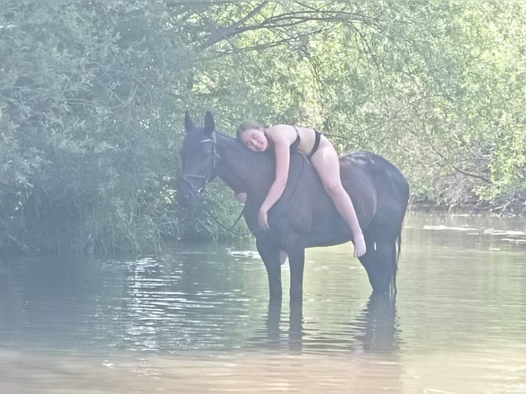 Irländsk sporthäst Sto 12 år 150 cm Svart in Ebern