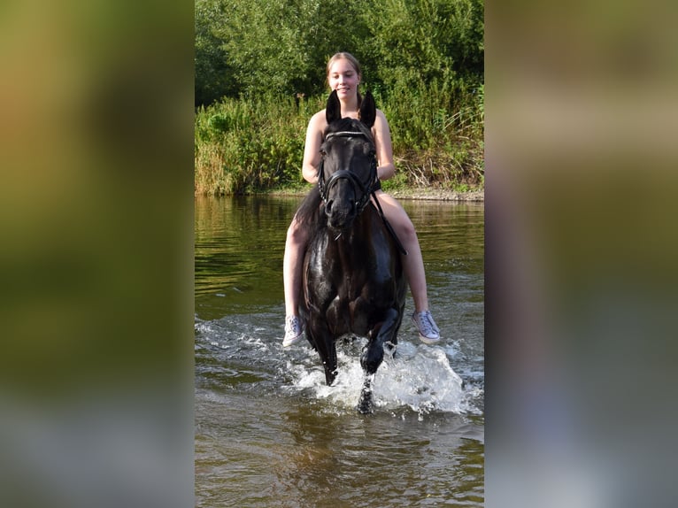 Irländsk sporthäst Sto 12 år 150 cm Svart in Ebern