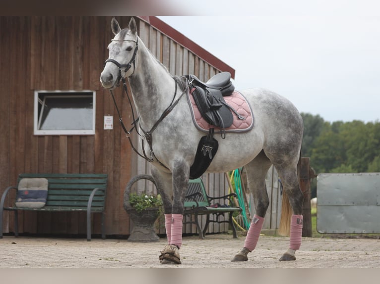 Irländsk sporthäst Sto 12 år 154 cm Gråskimmel in Wiefelstede