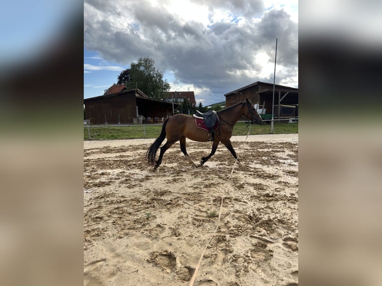 Irländsk sporthäst Sto 12 år 160 cm Brun in Ebsdorfergrund