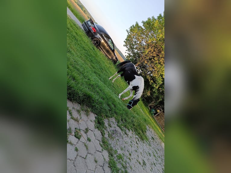 Irländsk sporthäst Blandning Sto 13 år 150 cm Pinto in Gersthofen