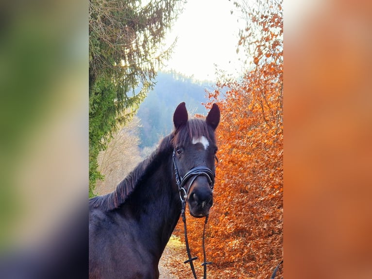 Irländsk sporthäst Sto 13 år 156 cm Mörkbrun in Gummern