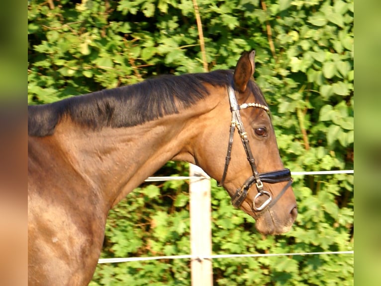 Irländsk sporthäst Sto 13 år 161 cm Brun in Velpke