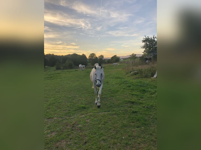 Irländsk sporthäst Sto 13 år 168 cm Grå-flugskimmel in Grattersdorf