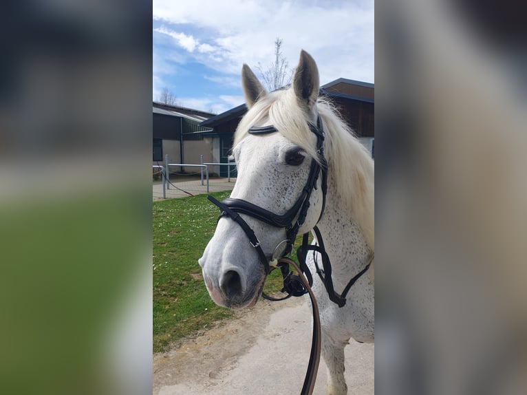 Irländsk sporthäst Blandning Sto 14 år 148 cm Grå-flugskimmel in Strassen