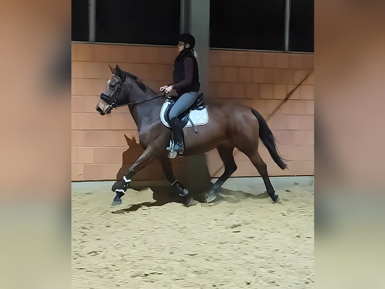 Irländsk sporthäst Sto 14 år 164 cm Brun in Lage