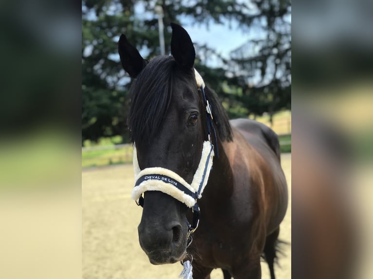 Irländsk sporthäst Sto 14 år 164 cm Svart in Köngen