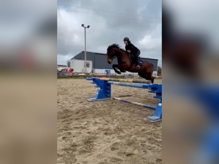 Irländsk sporthäst Sto 15 år 152 cm Brun in Kildare
