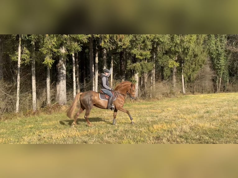 Irländsk sporthäst Sto 15 år 167 cm Fux in Schlins