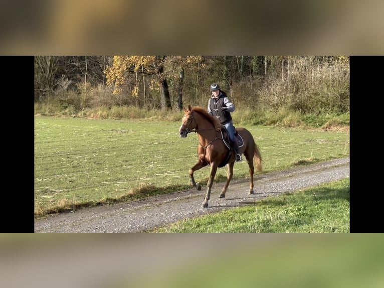 Irländsk sporthäst Sto 15 år 167 cm Fux in Schlins