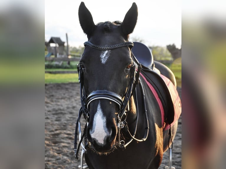 Irländsk sporthäst Sto 16 år 152 cm Svart in Zuienkerke