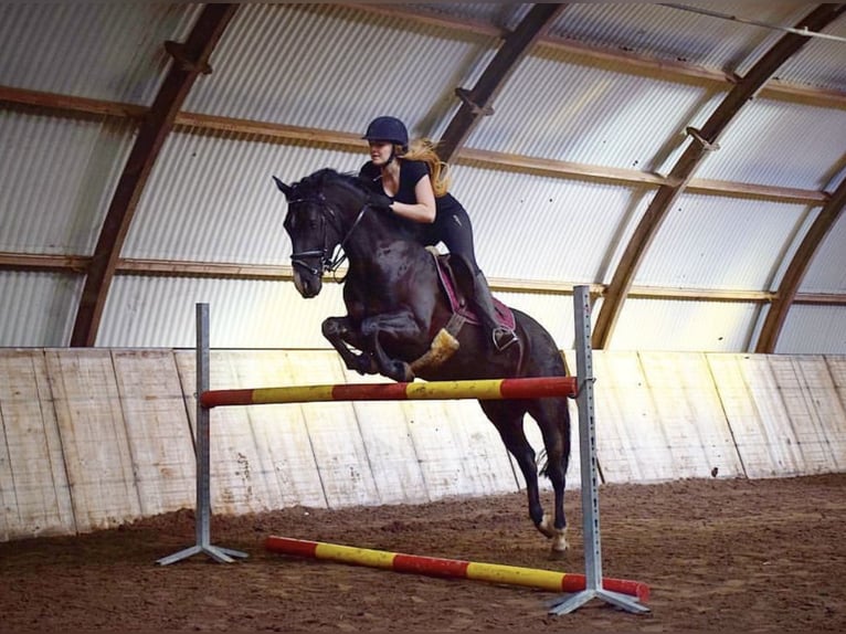 Irländsk sporthäst Sto 16 år 152 cm Svart in Zuienkerke