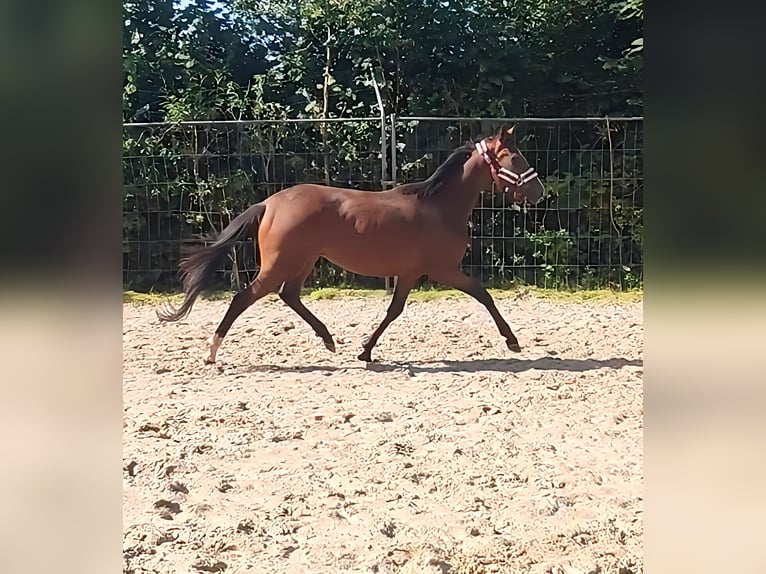 Irländsk sporthäst Sto 3 år 162 cm Brun in Lage