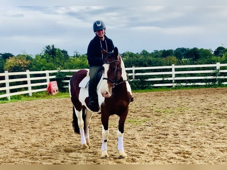 Irländsk sporthäst Sto 4 år 158 cm Pinto in Mountrath