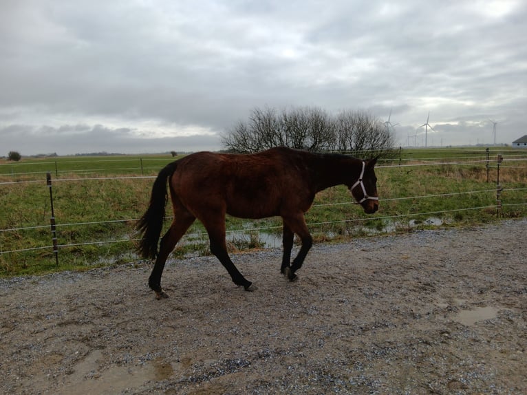 Irländsk sporthäst Sto 4 år 159 cm Mörkbrun in Emmelsbüll-horsbüll