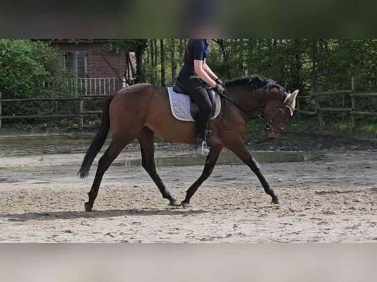 Irländsk sporthäst Sto 4 år 160 cm Brun in Nettetal