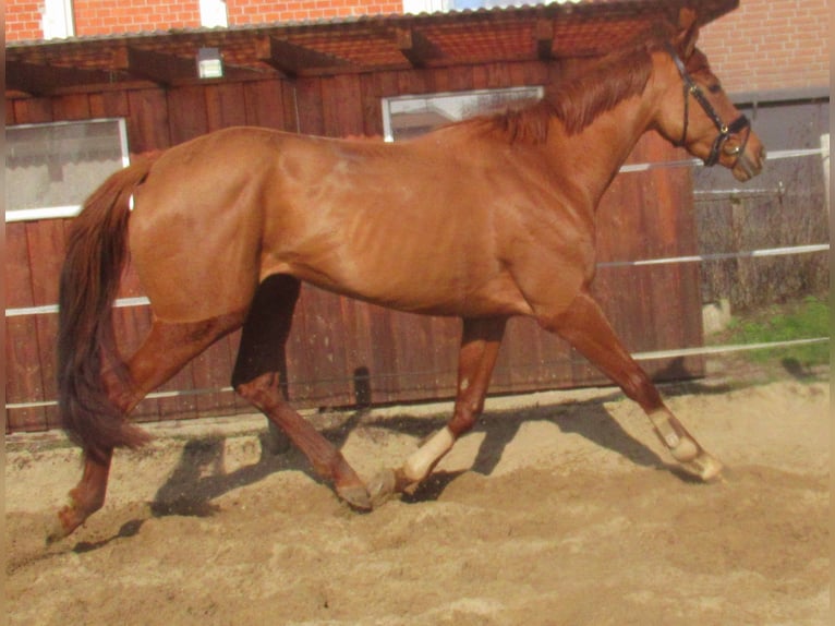 Irländsk sporthäst Sto 4 år 160 cm fux in Velpke