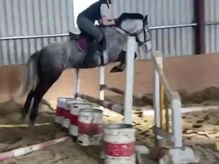 Irländsk sporthäst Sto 4 år 160 cm Gråskimmel in Gummern