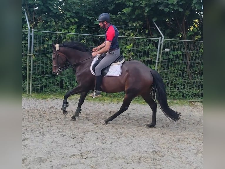 Irländsk sporthäst Sto 4 år 164 cm Brun in Lage