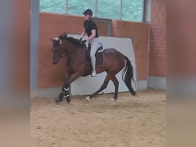 Irländsk sporthäst Sto 4 år 164 cm Brun in Lage