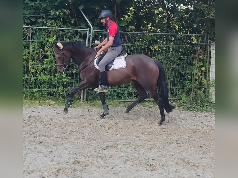 Irländsk sporthäst Sto 4 år 164 cm Brun in Lage