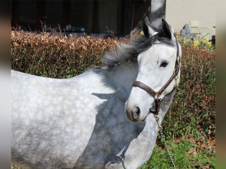 Irländsk sporthäst Sto 4 år 164 cm Grå in Boutersem