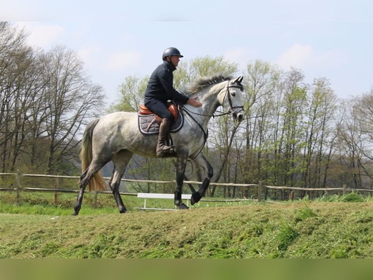Irländsk sporthäst Sto 4 år 164 cm Grå in Boutersem