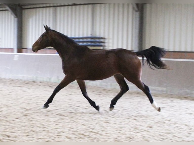 Irländsk sporthäst Sto 4 år 167 cm Brun in Boutersem