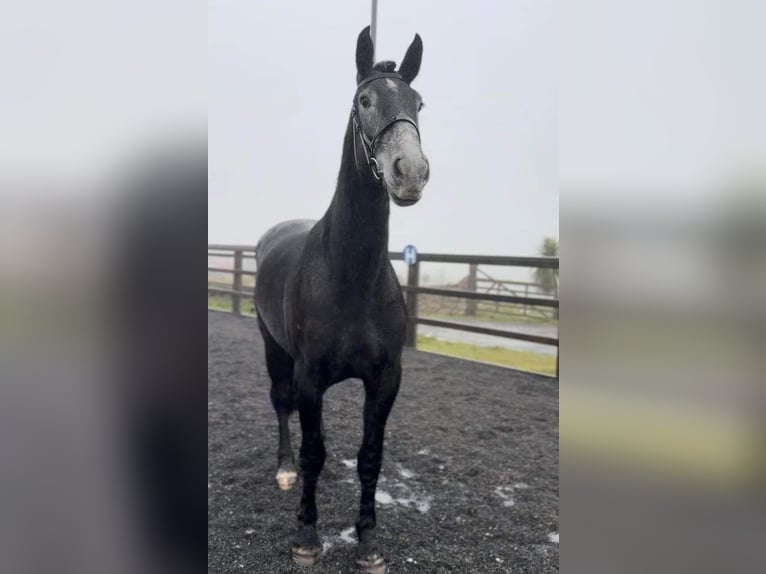 Irländsk sporthäst Sto 4 år 167 cm Grå in Dundalk
