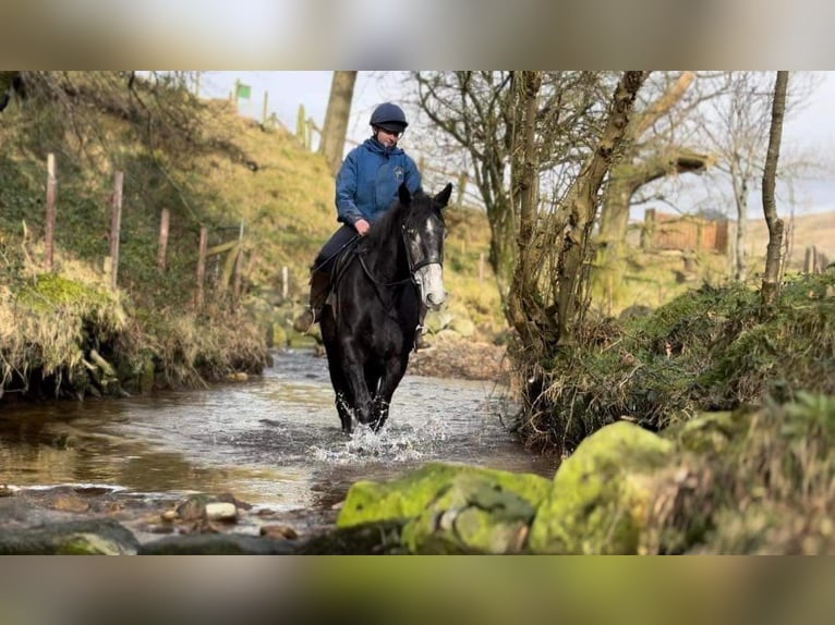 Irländsk sporthäst Sto 4 år 167 cm Grå in Dundalk