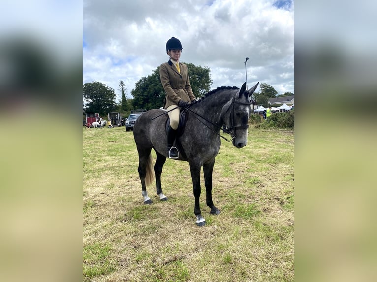 Irländsk sporthäst Sto 4 år 168 cm Grå in Athenry