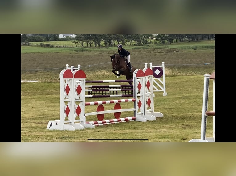 Irländsk sporthäst Sto 4 år 170 cm Brun in Lahardane