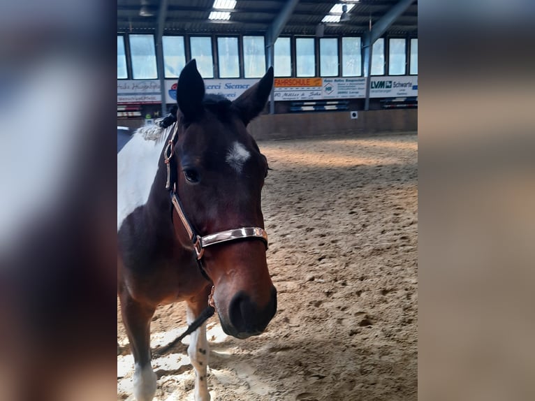 Irländsk sporthäst Blandning Sto 5 år 154 cm Pinto in Werlte