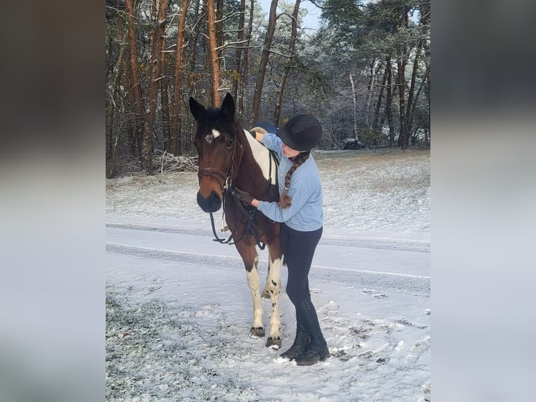 Irländsk sporthäst Blandning Sto 5 år 154 cm Pinto in Werlte