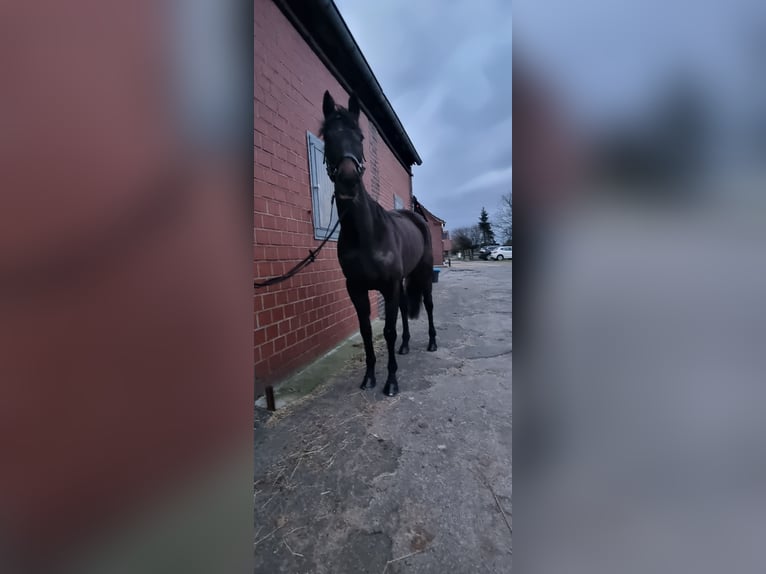 Irländsk sporthäst Sto 5 år 160 cm in Schermbeck