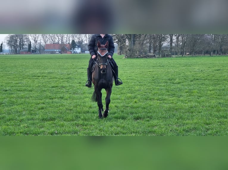 Irländsk sporthäst Sto 5 år 160 cm in Schermbeck