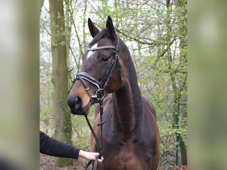 Irländsk sporthäst Sto 5 år 160 cm Rökfärgad svart in Nettetal