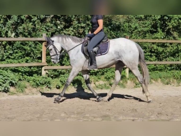 Irländsk sporthäst Sto 5 år 162 cm Gråskimmel in Nettetal