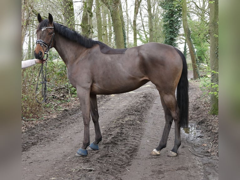 Irländsk sporthäst Sto 5 år 162 cm Rökfärgad svart in Nettetal