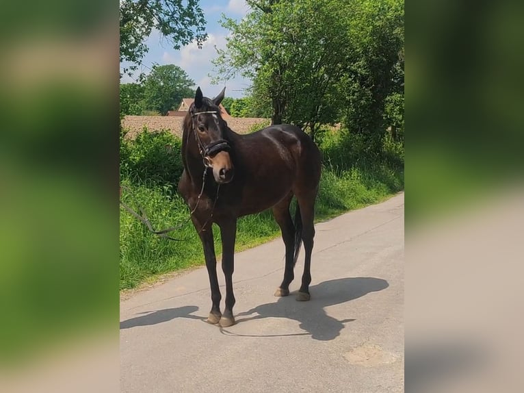 Irländsk sporthäst Sto 5 år 165 cm Mörkbrun in Lage